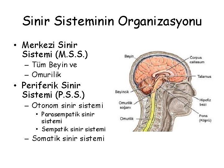 Sinir Sisteminin Organizasyonu • Merkezi Sinir Sistemi (M. S. S. ) – Tüm Beyin