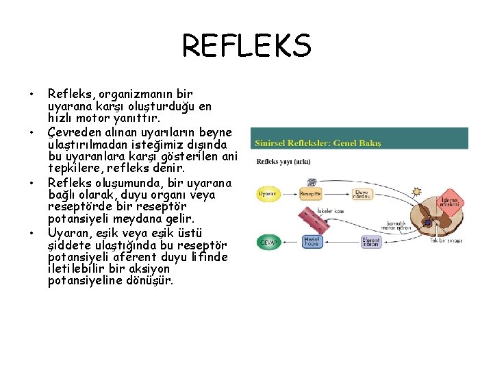 REFLEKS • • Refleks, organizmanın bir uyarana karşı oluşturduğu en hızlı motor yanıttır. Çevreden