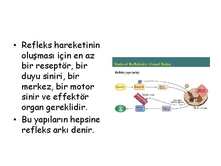  • Refleks hareketinin oluşması için en az bir reseptör, bir duyu siniri, bir