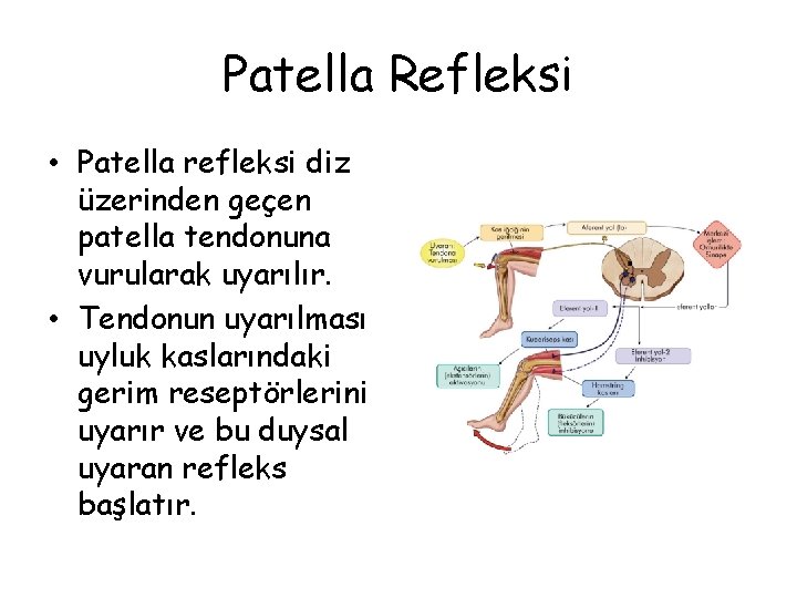 Patella Refleksi • Patella refleksi diz üzerinden geçen patella tendonuna vurularak uyarılır. • Tendonun