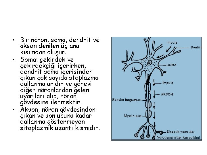  • Bir nöron; soma, dendrit ve akson denilen üç ana kısımdan oluşur. •