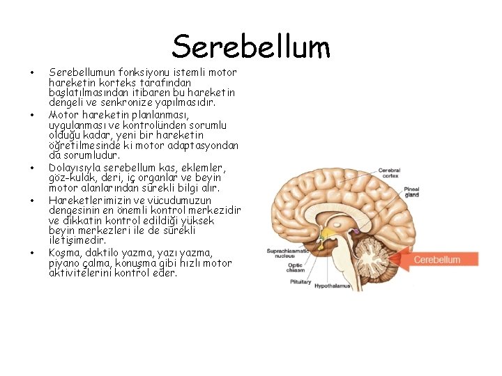 Serebellum • • • Serebellumun fonksiyonu istemli motor hareketin korteks tarafından başlatılmasından itibaren bu