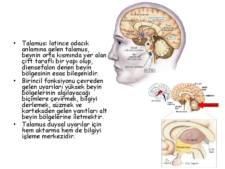  • Talamus: latince odacık anlamına gelen talamus, beynin orta kısmında yer alan çift