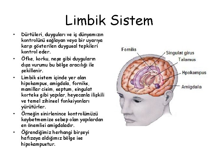 Limbik Sistem • • • Dürtüleri, duyguları ve iç dünyamızın kontrolünü sağlayan veya bir