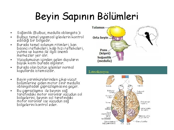 Beyin Sapının Bölümleri • • Soğanilik (Bulbus, medulla oblangata ): Bulbus temel yaşamsal işlevlerin