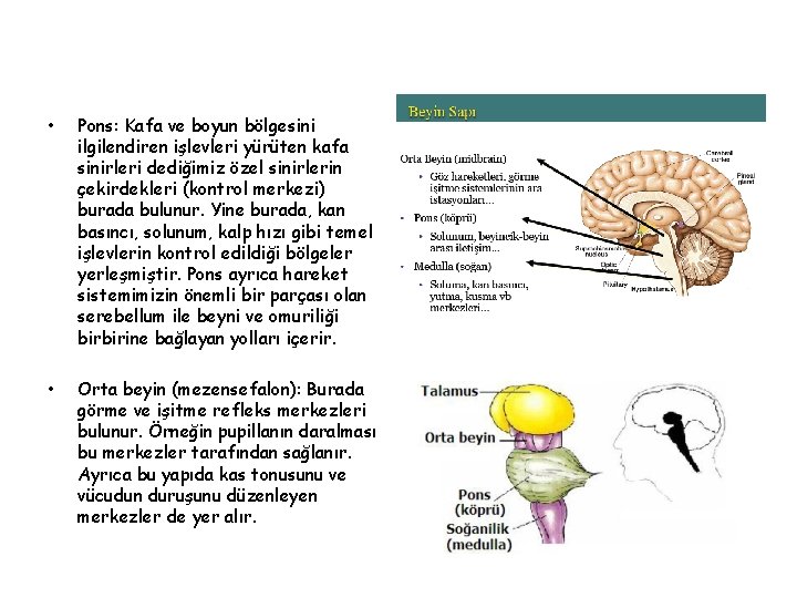  • Pons: Kafa ve boyun bölgesini ilgilendiren işlevleri yürüten kafa sinirleri dediğimiz özel