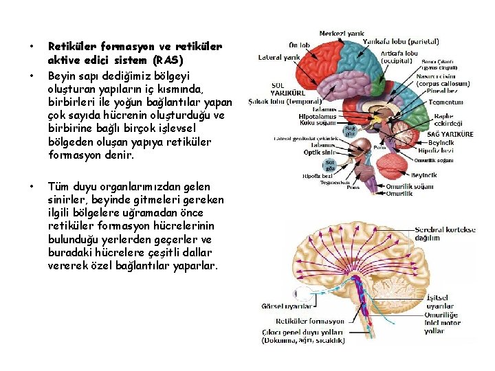  • • • Retiküler formasyon ve retiküler aktive edici sistem (RAS) Beyin sapı