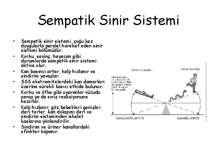 Sempatik Sinir Sistemi • • Sempatik sinir sistemi, çoğu kez duygularla paralel hareket eden