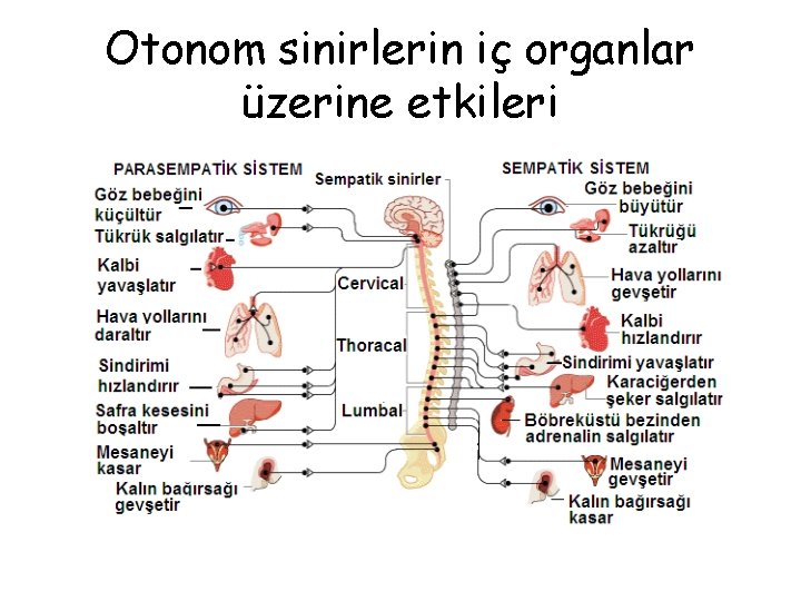 Otonom sinirlerin iç organlar üzerine etkileri 