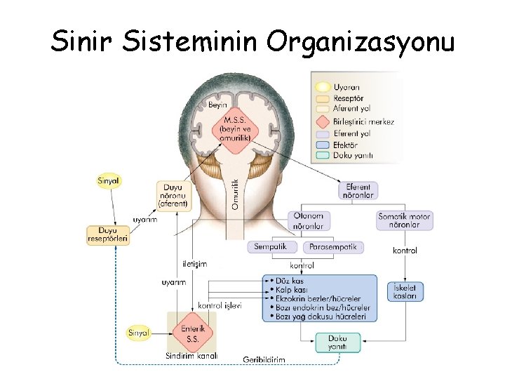 Sinir Sisteminin Organizasyonu 