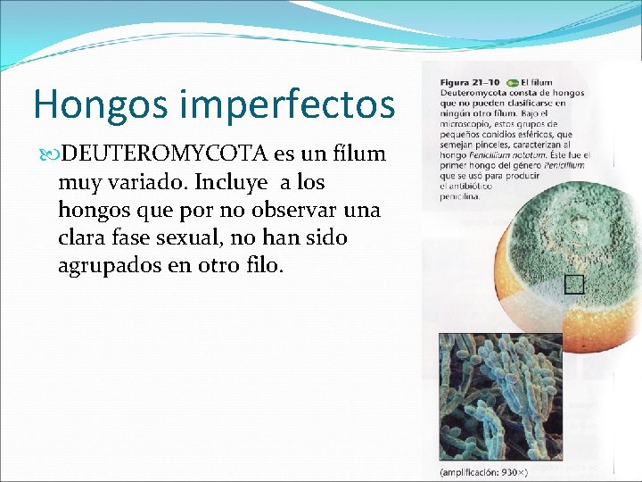 Hongos imperfectos DEUTEROMYCOTA es un fílum muy variado. Incluye a los hongos que por