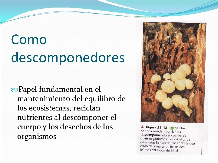 Como descomponedores Papel fundamental en el mantenimiento del equilibro de los ecosistemas, reciclan nutrientes