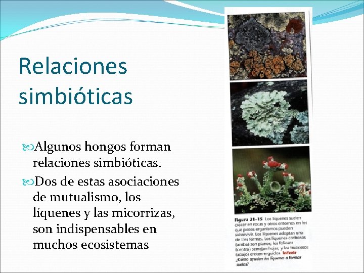Relaciones simbióticas Algunos hongos forman relaciones simbióticas. Dos de estas asociaciones de mutualismo, los