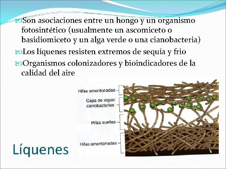  Son asociaciones entre un hongo y un organismo fotosintético (usualmente un ascomiceto o