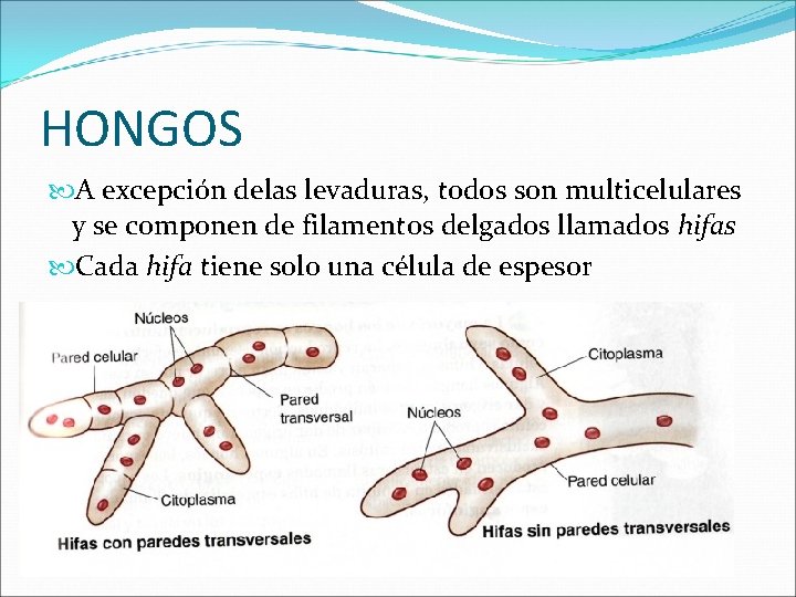 HONGOS A excepción delas levaduras, todos son multicelulares y se componen de filamentos delgados