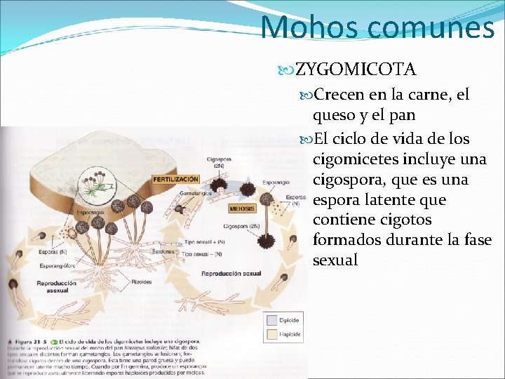 Mohos comunes ZYGOMICOTA Crecen en la carne, el queso y el pan El ciclo