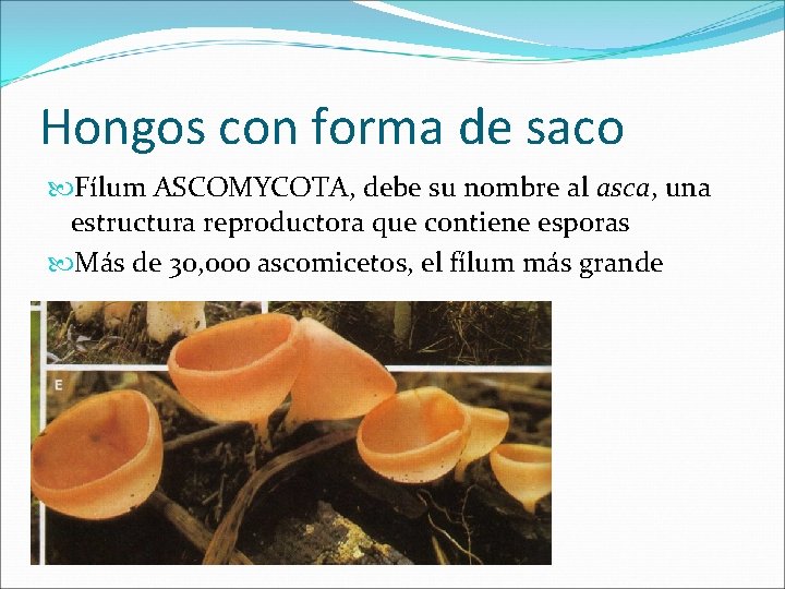 Hongos con forma de saco Fílum ASCOMYCOTA, debe su nombre al asca, una estructura