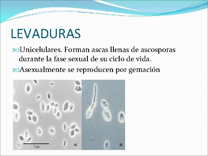 LEVADURAS Unicelulares. Forman ascas llenas de ascosporas durante la fase sexual de su ciclo