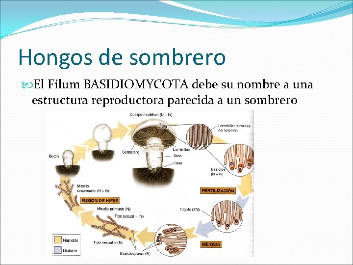 Hongos de sombrero El Fílum BASIDIOMYCOTA debe su nombre a una estructura reproductora parecida