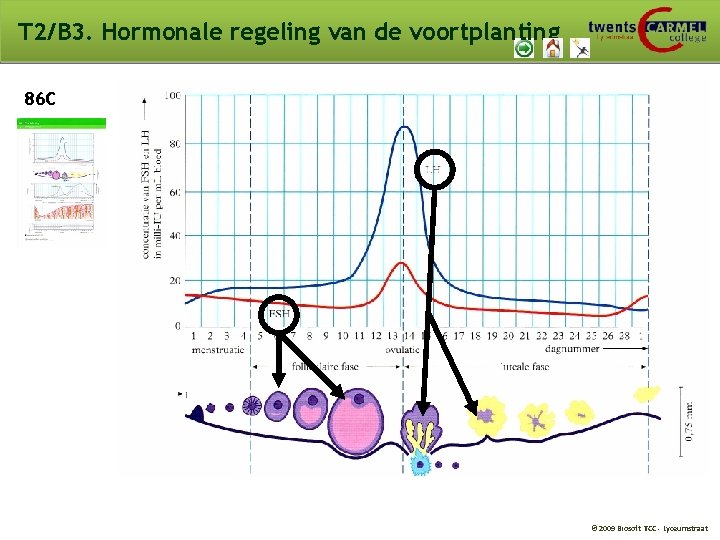 T 2/B 3. Hormonale regeling van de voortplanting 86 C © 2009 Biosoft TCC T 2/B 3. Hormonale regeling van de voortplanting 86 C © 2009 Biosoft TCC