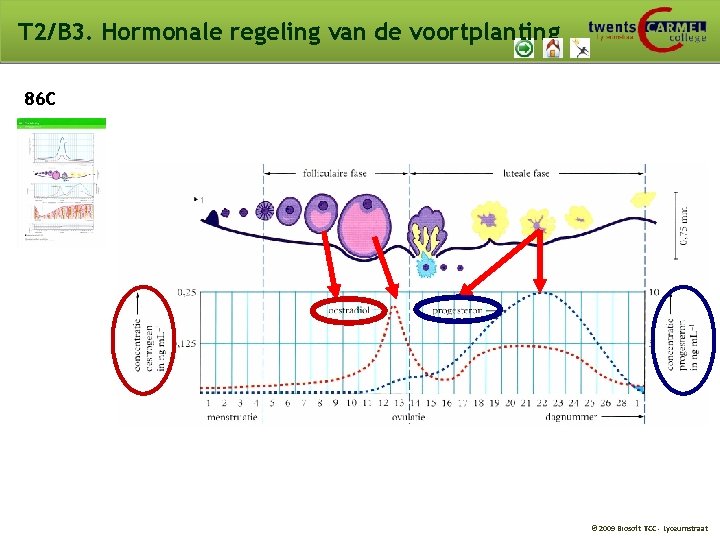 T 2/B 3. Hormonale regeling van de voortplanting 86 C © 2009 Biosoft TCC T 2/B 3. Hormonale regeling van de voortplanting 86 C © 2009 Biosoft TCC