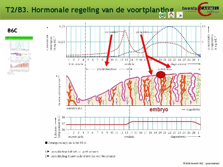 T 2/B 3. Hormonale regeling van de voortplanting 86 C embryo © 2009 Biosoft T 2/B 3. Hormonale regeling van de voortplanting 86 C embryo © 2009 Biosoft