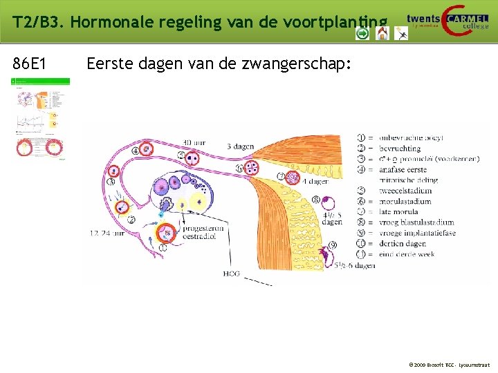 T 2/B 3. Hormonale regeling van de voortplanting 86 E 1 Eerste dagen van T 2/B 3. Hormonale regeling van de voortplanting 86 E 1 Eerste dagen van