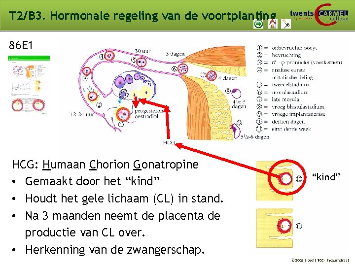 T 2/B 3. Hormonale regeling van de voortplanting 86 E 1 HCG: Humaan Chorion T 2/B 3. Hormonale regeling van de voortplanting 86 E 1 HCG: Humaan Chorion