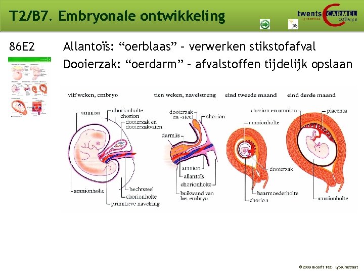 T 2/B 7. Embryonale ontwikkeling 86 E 2 Allantoïs: “oerblaas” – verwerken stikstofafval Dooierzak: T 2/B 7. Embryonale ontwikkeling 86 E 2 Allantoïs: “oerblaas” – verwerken stikstofafval Dooierzak: