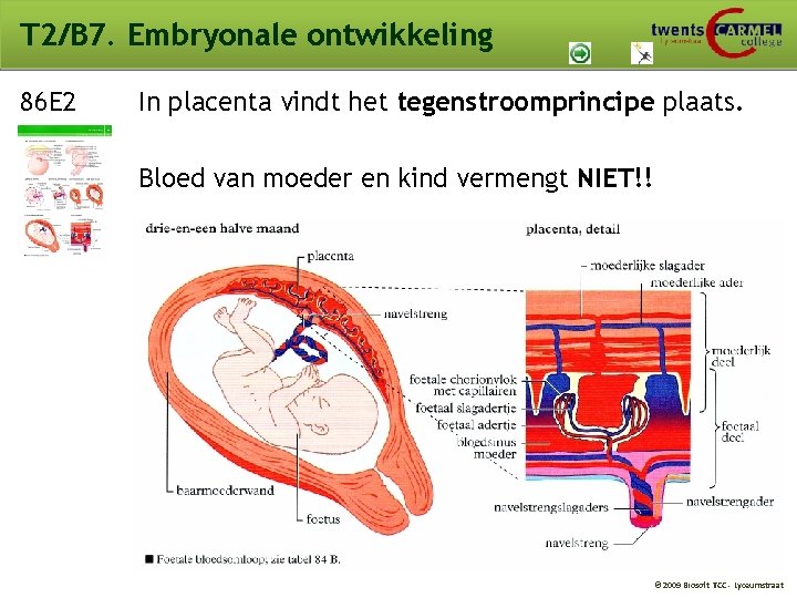 T 2/B 7. Embryonale ontwikkeling 86 E 2 In placenta vindt het tegenstroomprincipe plaats. T 2/B 7. Embryonale ontwikkeling 86 E 2 In placenta vindt het tegenstroomprincipe plaats.