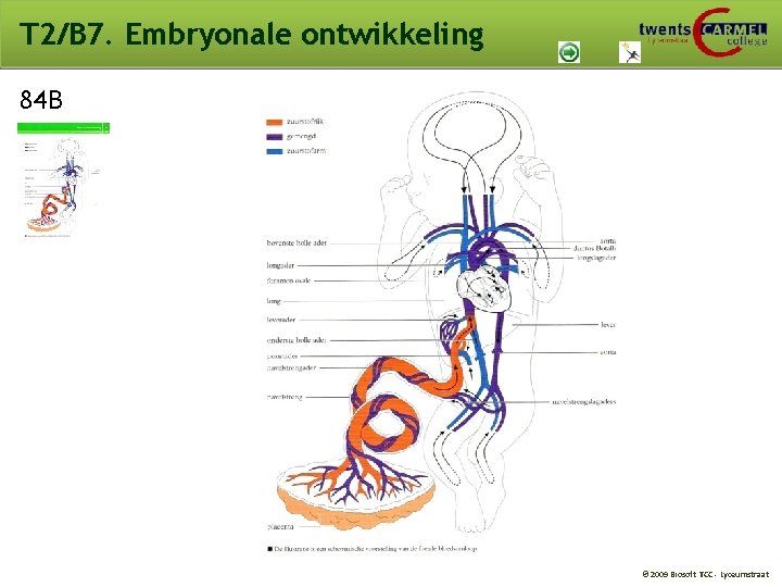 T 2/B 7. Embryonale ontwikkeling 84 B © 2009 Biosoft TCC - Lyceumstraat T 2/B 7. Embryonale ontwikkeling 84 B © 2009 Biosoft TCC - Lyceumstraat