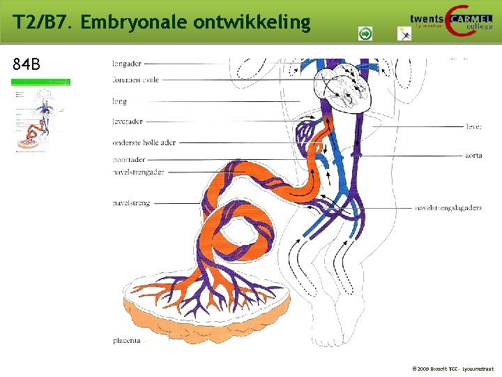 T 2/B 7. Embryonale ontwikkeling 84 B © 2009 Biosoft TCC - Lyceumstraat T 2/B 7. Embryonale ontwikkeling 84 B © 2009 Biosoft TCC - Lyceumstraat
