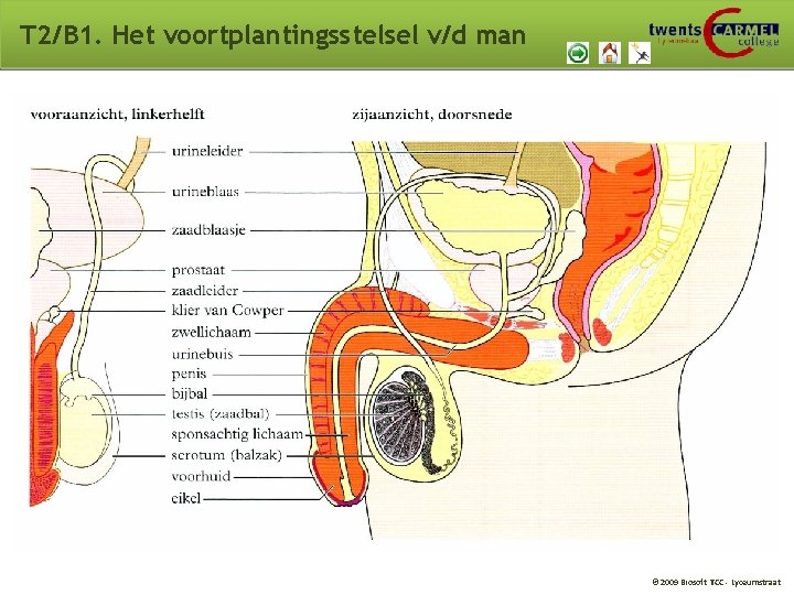 T 2/B 1. Het voortplantingsstelsel v/d man © 2009 Biosoft TCC - Lyceumstraat T 2/B 1. Het voortplantingsstelsel v/d man © 2009 Biosoft TCC - Lyceumstraat