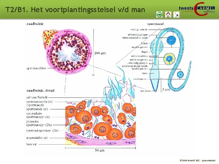 T 2/B 1. Het voortplantingsstelsel v/d man © 2009 Biosoft TCC - Lyceumstraat T 2/B 1. Het voortplantingsstelsel v/d man © 2009 Biosoft TCC - Lyceumstraat
