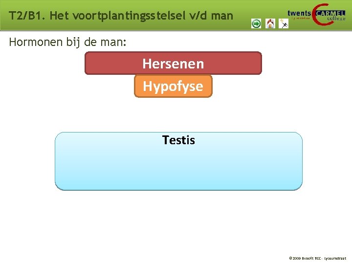 T 2/B 1. Het voortplantingsstelsel v/d man Hormonen bij de man: Hersenen Hypofyse Testis T 2/B 1. Het voortplantingsstelsel v/d man Hormonen bij de man: Hersenen Hypofyse Testis
