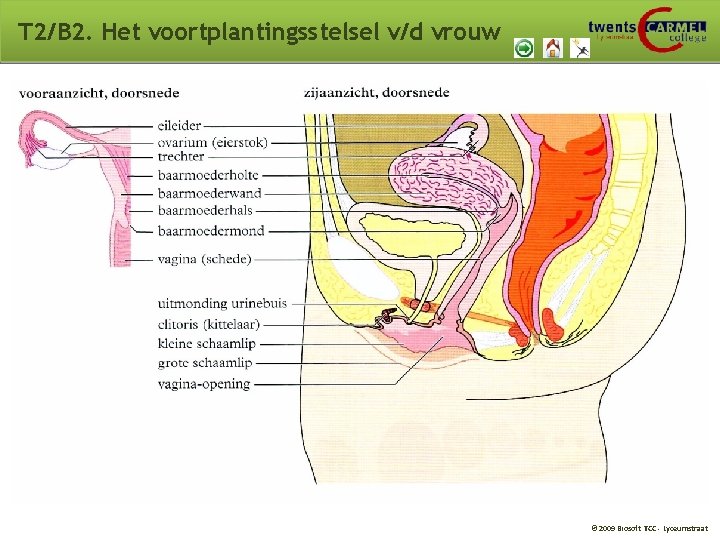 T 2/B 2. Het voortplantingsstelsel v/d vrouw © 2009 Biosoft TCC - Lyceumstraat T 2/B 2. Het voortplantingsstelsel v/d vrouw © 2009 Biosoft TCC - Lyceumstraat