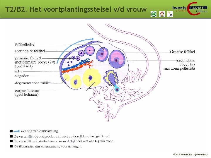 T 2/B 2. Het voortplantingsstelsel v/d vrouw © 2009 Biosoft TCC - Lyceumstraat T 2/B 2. Het voortplantingsstelsel v/d vrouw © 2009 Biosoft TCC - Lyceumstraat
