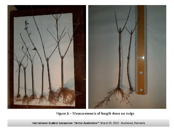 Figure 6 – Measurements of length done on twigs International Student Symposium "Hortus Academicus“