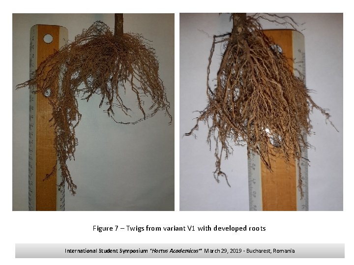 Figure 7 – Twigs from variant V 1 with developed roots International Student Symposium