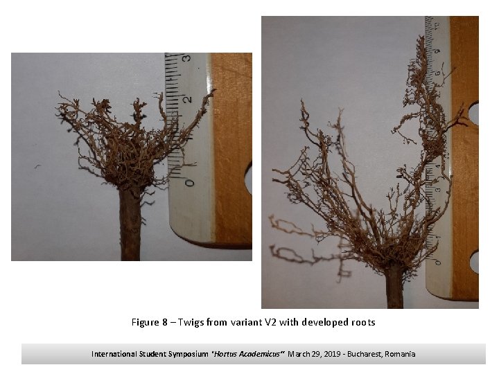 Figure 8 – Twigs from variant V 2 with developed roots International Student Symposium