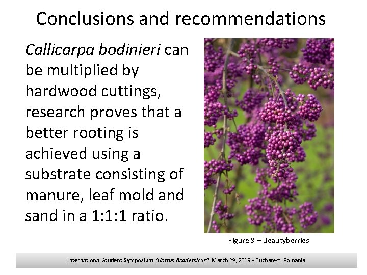 Conclusions and recommendations Callicarpa bodinieri can be multiplied by hardwood cuttings, research proves that