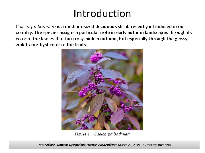 Introduction Callicarpa bodinieri is a medium-sized deciduous shrub recently introduced in our country. The