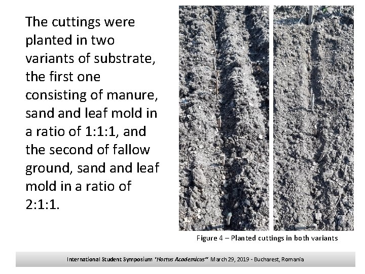 The cuttings were planted in two variants of substrate, the first one consisting of