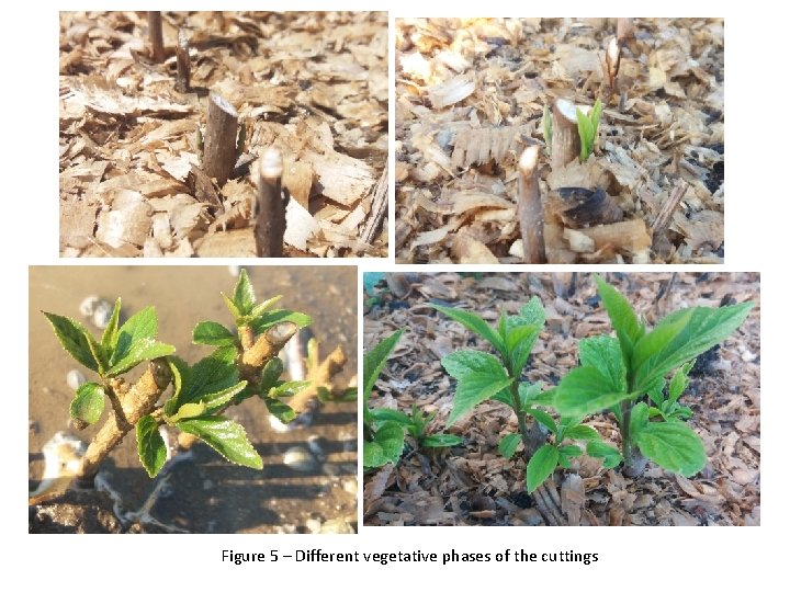 Figure 5 – Different vegetative phases of the cuttings 
