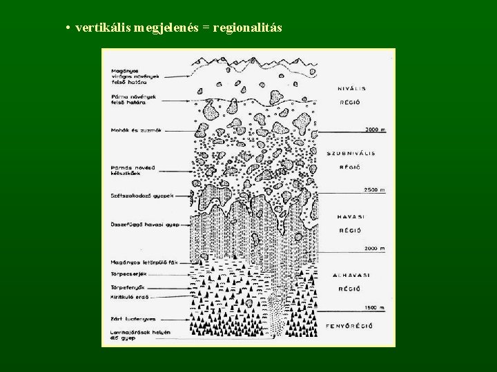  • vertikális megjelenés = regionalitás 