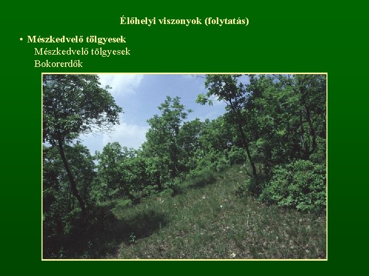 Élőhelyi viszonyok (folytatás) • Mészkedvelő tölgyesek Bokorerdők 