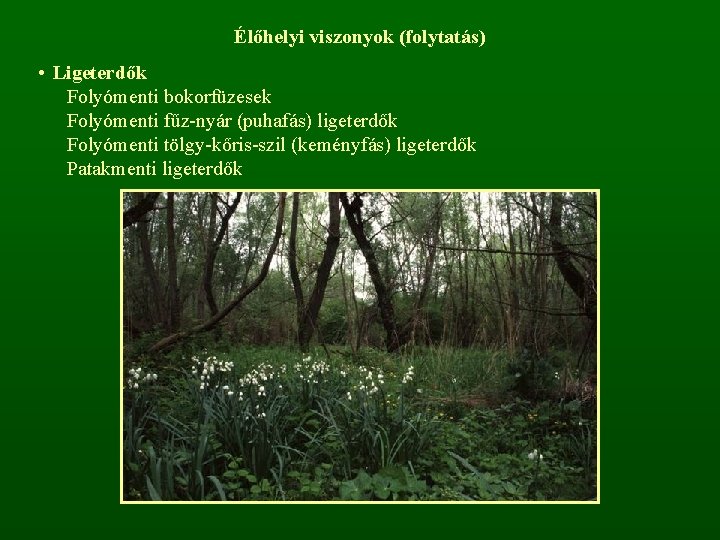 Élőhelyi viszonyok (folytatás) • Ligeterdők Folyómenti bokorfüzesek Folyómenti fűz-nyár (puhafás) ligeterdők Folyómenti tölgy-kőris-szil (keményfás)