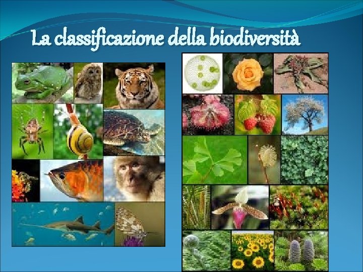 La classificazione della biodiversità 