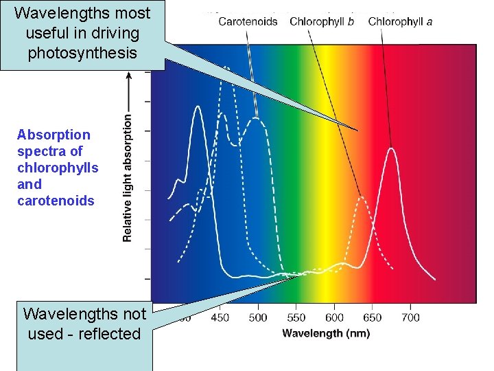 Wavelengths most useful in driving photosynthesis Absorption spectra of chlorophylls and carotenoids Wavelengths not