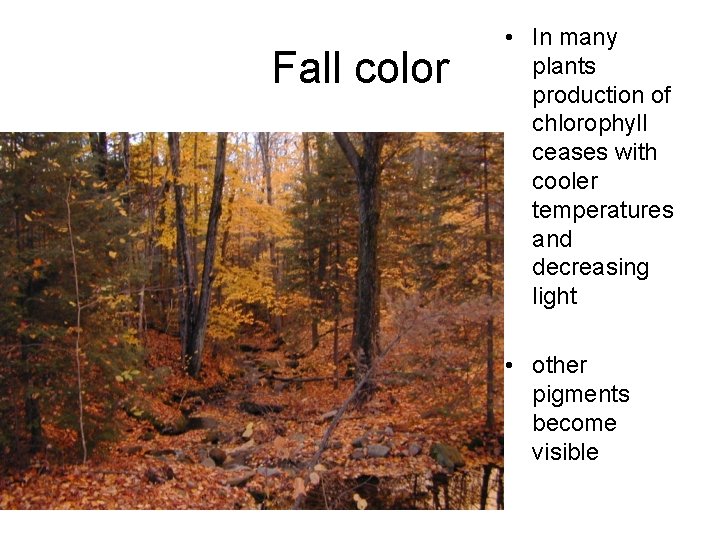Fall color • In many plants production of chlorophyll ceases with cooler temperatures and